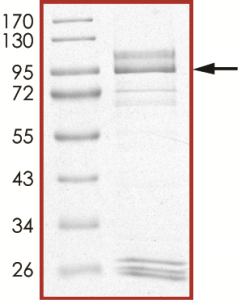 EGFR (d746-750 T790M C797S), Active